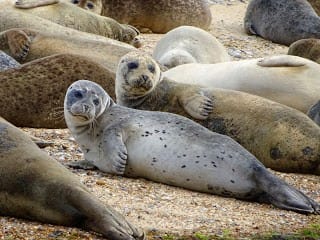 An Adventure Closer to Home with the Seals of Blakeney Point.