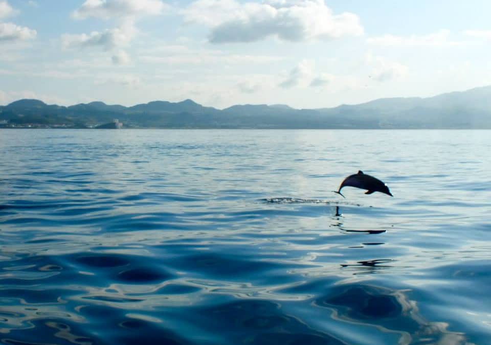 Dolphin Watching in the Azores