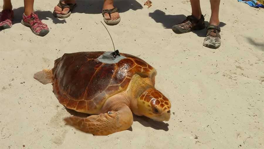 turtle released