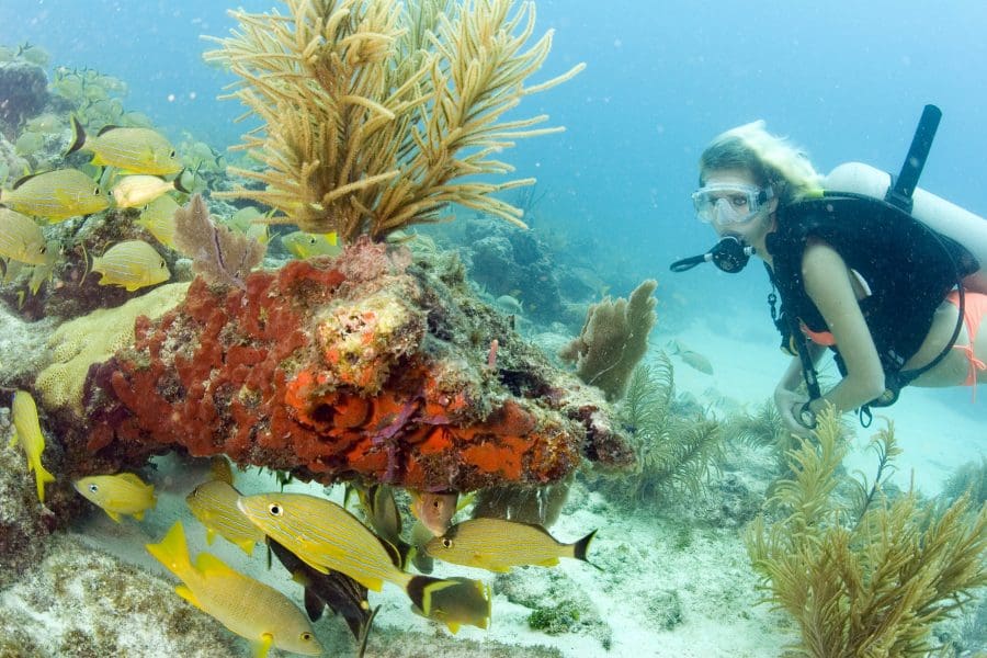 Five Top Dives in the Florida Keys National Marine Sanctuary